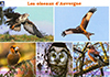 Carte postale Oiseaux d'Auvergne